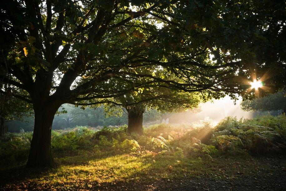 landscape